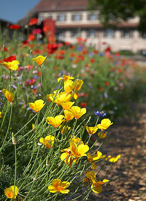 Bild: Burggarten