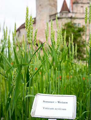 Picture: Display of historical grain varieties