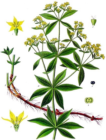 Bild: Abbildung der Pflanze "Färberkrapp"